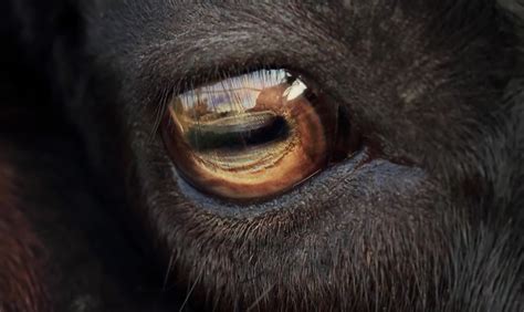 Here's Why Goat Eyes Look Weird | Plants And Animals