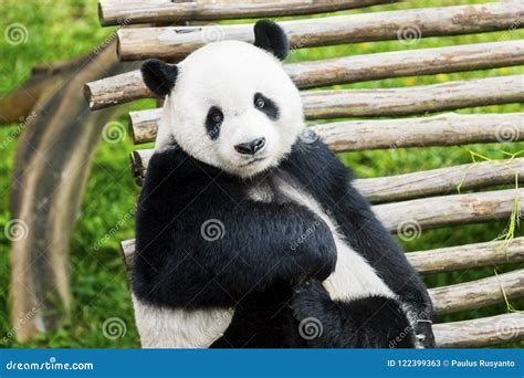 Adorable Giant Panda Facing Camera in Nature Stock Image - Image of bamboo, adorable: 122399363