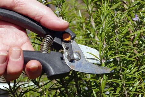 Follow These Basics For Rosemary Pruning To Keep Your Plant Healthy, Abundant And Bushy ...