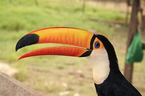 What is toucans scientific name? - Birdful