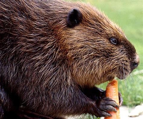 Beaver - Nature's Little Engineer | Animal Pictures and Facts | FactZoo.com | Beaver, Animals ...