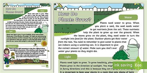 How Do Plants Grow Fact File (teacher made) - Twinkl