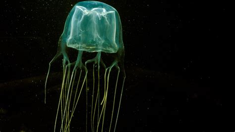 17-Year-Old Dies After Being Stung by Box Jellyfish on Australian Beach ...