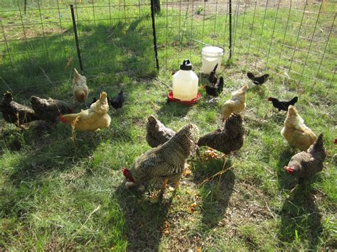 broody chickens, bald chickens, and roosters who attack! | KW Homestead