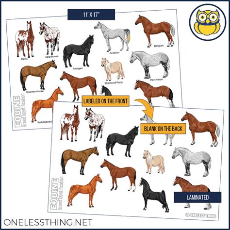 Livestock Breeds Posters, Set of 7 - One Less Thing