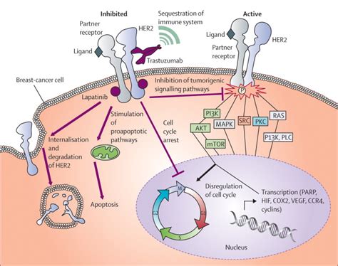 Evolving novel anti-HER2 strategies - The Lancet Oncology