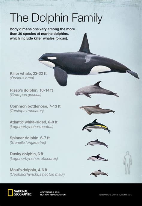 220 best images about Cetacea on Pinterest | False killer whale, Humpback whale and Beluga whale