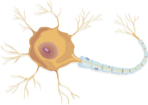 Neuropraxia - Definition, Symptoms, Treatment