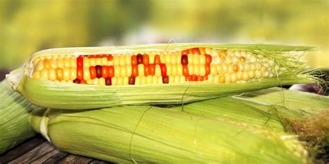 16 European Nations Vote Against GMO Crops - EcoWatch