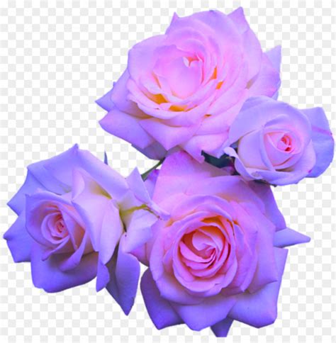 Free download | HD PNG transparent flowers purple roses lavender roses pink pastel purple flower ...