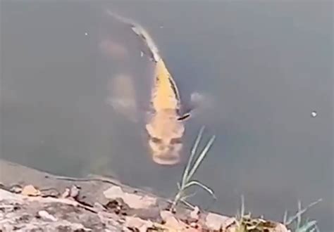 Fish with 'human' face spotted in a Chinese lake