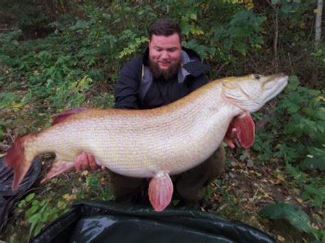 World record pike claimed by 58 lb-plus Eastern European giant