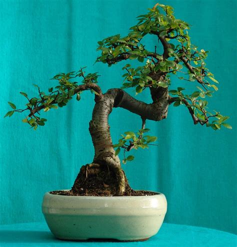 Best Indoor Bonsai Trees - Bonsai Tree Gardener