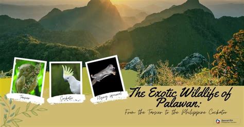 The Exotic Wildlife of Palawan: From the Tarsier to the Philippine ...