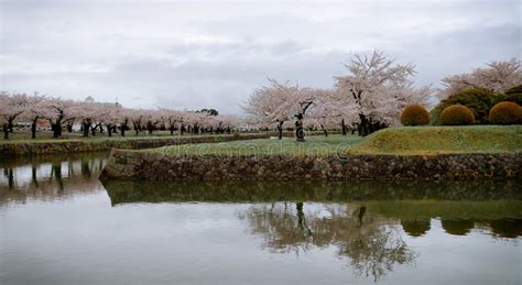 Cherry Blossom of Goryokaku Park, Hakodate, Japan Stock Photo - Image of cherry, green: 281827604