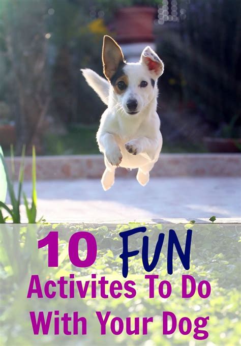 10 Fun Activites To Do With Your Dog - All Things Mamma