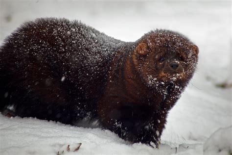 File:Fisher-animal-snow-storm - West Virginia - ForestWander.jpg