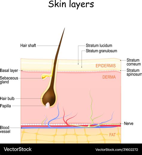 Hypodermis Layer