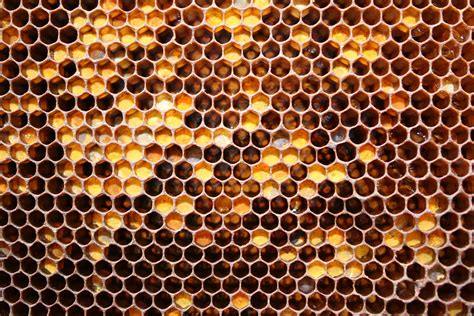 Closeup photo of honey comb HD wallpaper | Wallpaper Flare