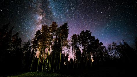 Download wallpaper 3840x2160 pine, forest, starry sky, stars, night 4k ...