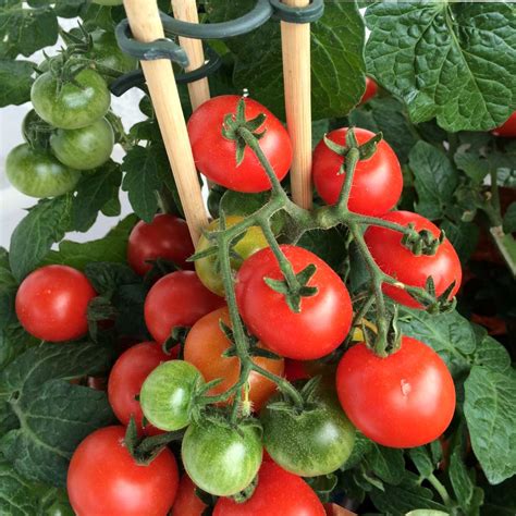 Staking tomato plants, 5 ways so they won't fall but bear lots of fruit instead