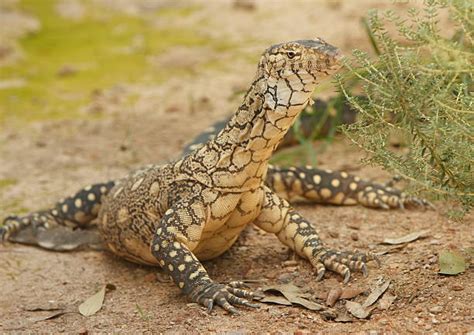 Perentie Lizard Stock Photos, Pictures & Royalty-Free Images - iStock