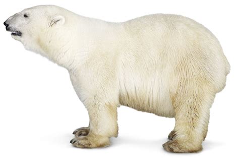 Facts About Polar Bears | Polar Bear Diet | DK Find Out