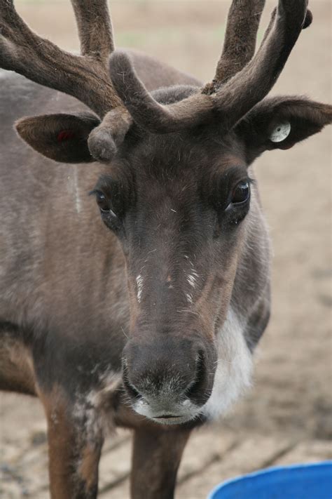 Pin by Amber Marquez on Vagabond Shoes. | Alaska wildlife, North to alaska, Anchorage alaska