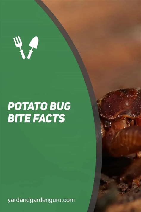 Potato Bug Bite Facts (Jerusalem Cricket 101)