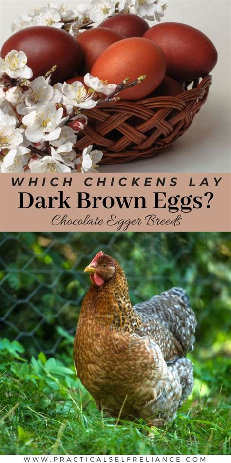 Which Chicken Breeds Lay Dark Brown Eggs? (Chocolate Eggers) | Brown ...