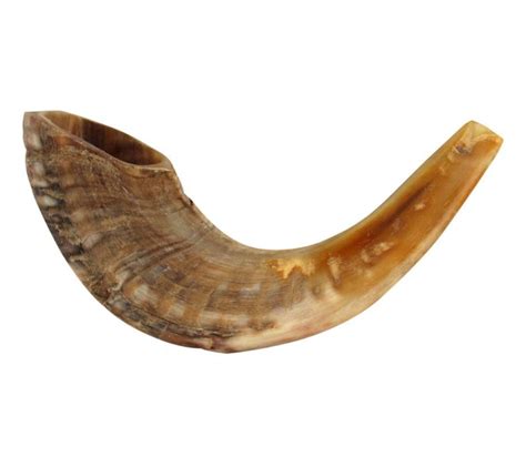 Medium Rams Horn Shofar - Natural | aJudaica.com