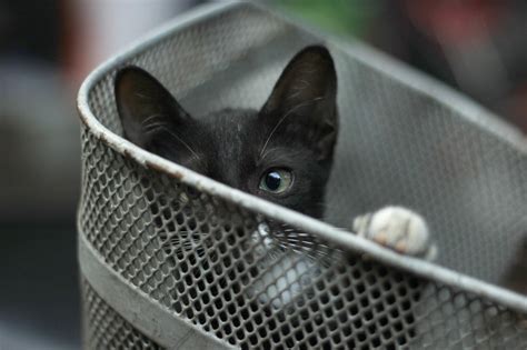 Black kitty in a basket free image download