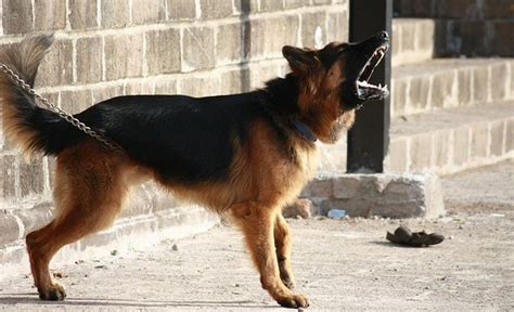 14 Best Dogs for Protection: Which Are Top Guard Dogs?