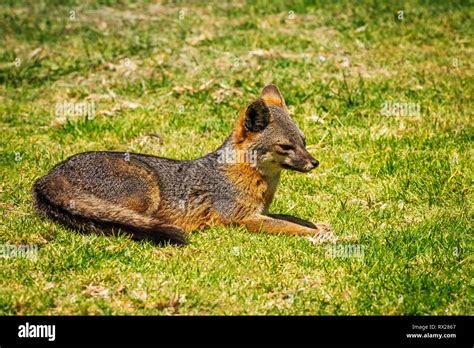 Island Fox (Urocyon littoralis), Santa Cruz Island, Channel Islands ...