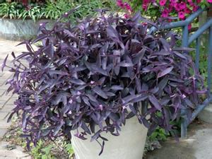 Purple Heart, Tradescantia pallida – Wisconsin Horticulture