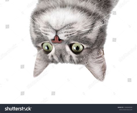 1.881 Cats Upside Down Images, Stock Photos & Vectors | Shutterstock