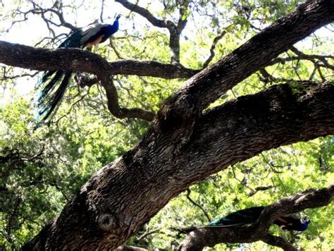 Mayfield Park- Peacocks and Hiking Trails in Central Austin Texas