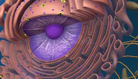 Cell Structure and Functions, Cell Organelles Stock Illustration - Illustration of protein ...