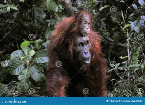 A Female of the Orangutan with a Baby. Stock Photo - Image of baby ...