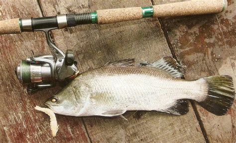 TOP FISHING GAMES: Barramundi Fishing Tips; Best Baits for Barramundi; Barramundi Rigs; Texas ...