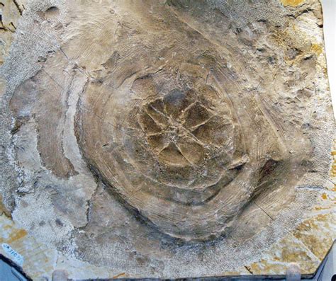 Rhizostomites admirandus (fossil jellyfish) (Solnhofen Lim… | Flickr