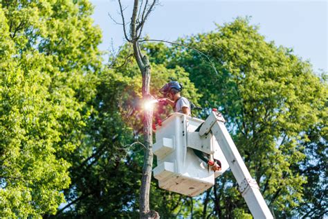 Tree Pruning Guide