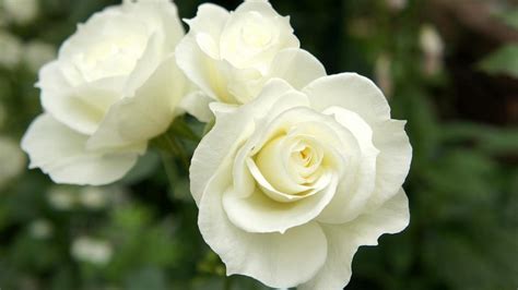 🔥 [47+] Beautiful White Roses Wallpapers | WallpaperSafari