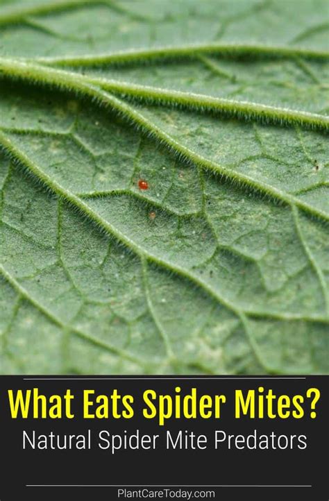 What Eats Spider Mites? Natural Spider Mite Predators