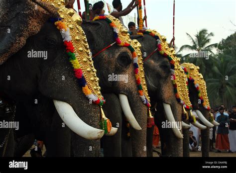 temple elephants in a festival, Kerala, India Stock Photo - Alamy