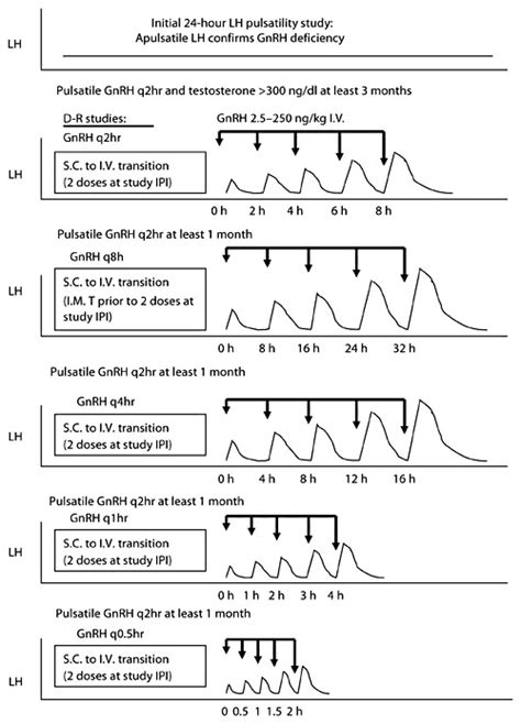 Schematic illustration of protocol. GnRH dose-response studies in ...