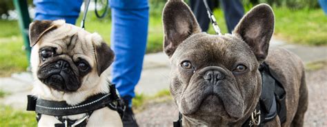 pug and french bulldog walking together