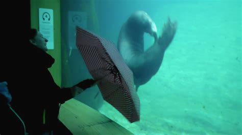 Adorable Sea Lion Performing Tricks With Umbrella - YouTube