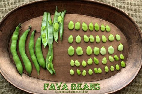 Growing Fava Beans | Fava beans, Beans, Asparagus