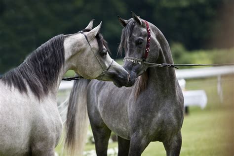 The Horse Breeding Season | EquiMed - Horse Health Matters